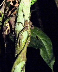 Heteropoda boiei