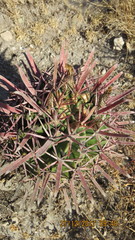Ferocactus recurvus recurvus