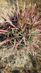 Ferocactus recurvus recurvus