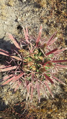 Ferocactus recurvus recurvus
