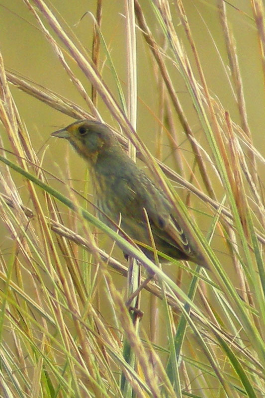 Acadian Sharp-tailed Sparrow