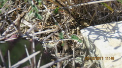 Sceloporus jalapae