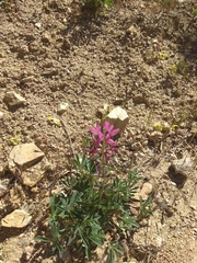 Lupinus hispanicus
