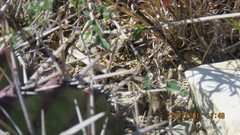 Sceloporus jalapae
