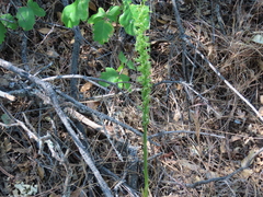 Platanthera michaelii