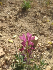 Lupinus hispanicus