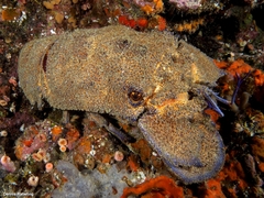 Scyllarides latus