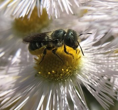 Osmia georgica