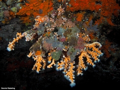 Dendrophyllia ramea