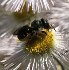 Osmia georgica