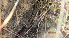 Sceloporus jalapae