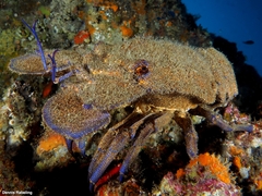 Scyllarides latus