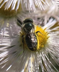 Osmia georgica