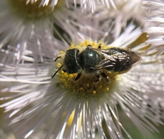 Osmia georgica