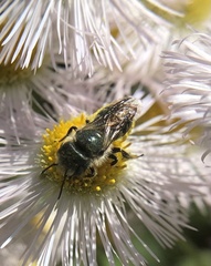 Osmia georgica