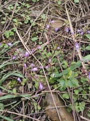 Mazus stachydifolius