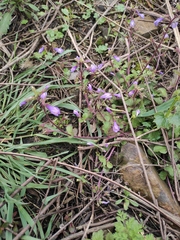 Mazus stachydifolius