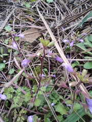 Mazus stachydifolius
