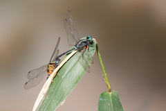 Oxythemis phoenicosceles