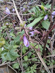 Mazus stachydifolius