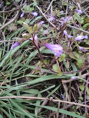 Mazus stachydifolius