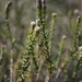 Phylica thunbergiana - Photo (c) Jacques van der Merwe, algunos derechos reservados (CC BY-NC), subido por Jacques van der Merwe
