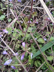 Mazus stachydifolius