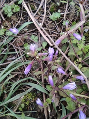 Mazus stachydifolius