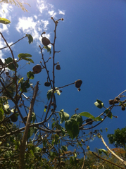 Grewia oxyphylla