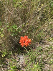 Asclepias lanceolata image