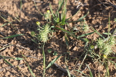 Ceratocephala