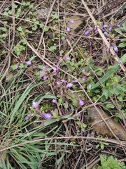 Mazus stachydifolius