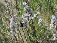 Bombus californicus