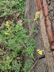 Corydalis balansae