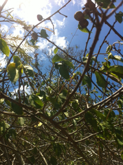 Grewia oxyphylla