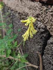 Corydalis balansae
