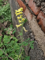 Corydalis balansae