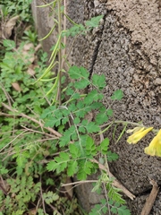 Corydalis balansae