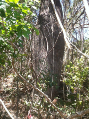 Brachychiton compactus