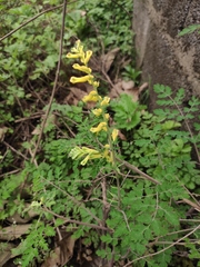 Corydalis balansae