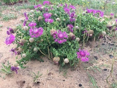 Centaurea polyacantha