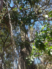Brachychiton compactus