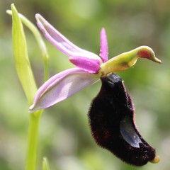 Ophrys bertolonii bertolonii