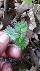 Dicentra canadensis