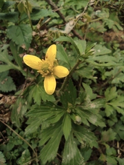 Ranunculus chinensis