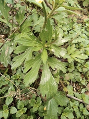 Ranunculus chinensis