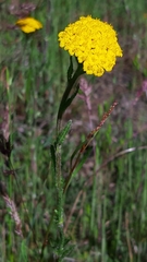 Achillea tomentosa