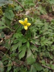 Ranunculus chinensis