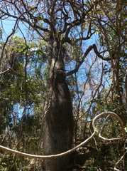 Brachychiton compactus