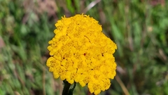 Achillea tomentosa